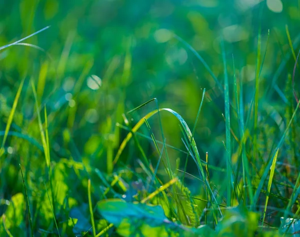 Gras im Nachmittagslicht — Stockfoto