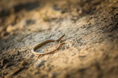 Yavaş solucan (Anguis fragilis) tarih Pzr tadını çıkarma