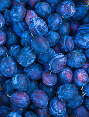 Mavi Erik arka plan. Taze meyve.