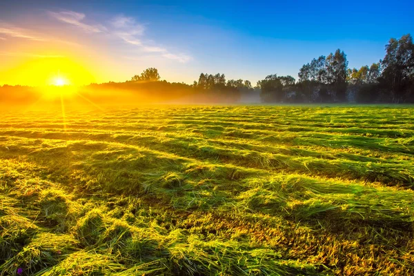 Ochtend mistig weide landschap in Poolse platteland — Stockfoto