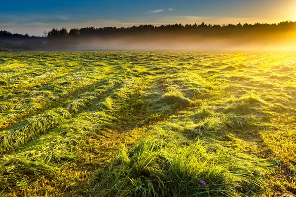 Manhã nevoeiro paisagem prado no campo polonês — Fotografia de Stock