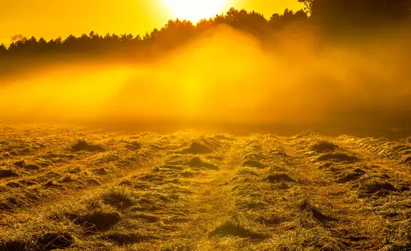 Ранковий туман луг краєвид в сільській місцевості Польська — стокове фото