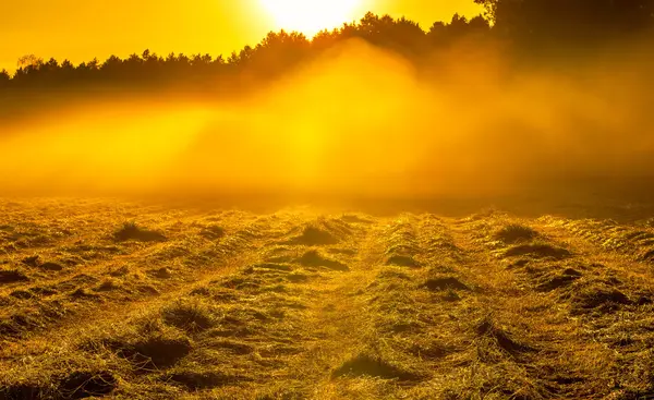 Manhã nevoeiro paisagem prado no campo polonês — Fotografia de Stock