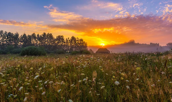Hermosa mañana en el prado brumoso —  Fotos de Stock