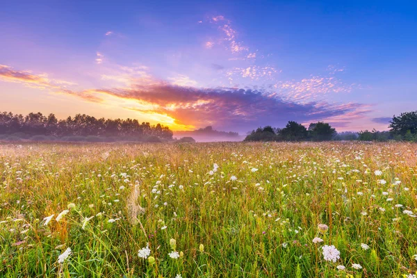 Local calmo e tranquilo com prado selvagem intocado ao nascer do sol — Fotografia de Stock