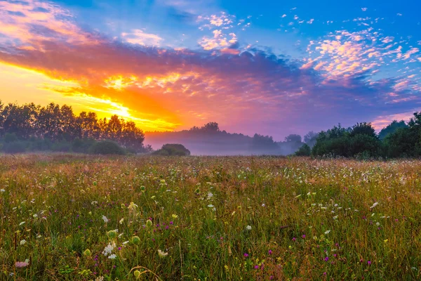 Nascer do sol de verão vibrante sobre prado nebuloso e mágico — Fotografia de Stock