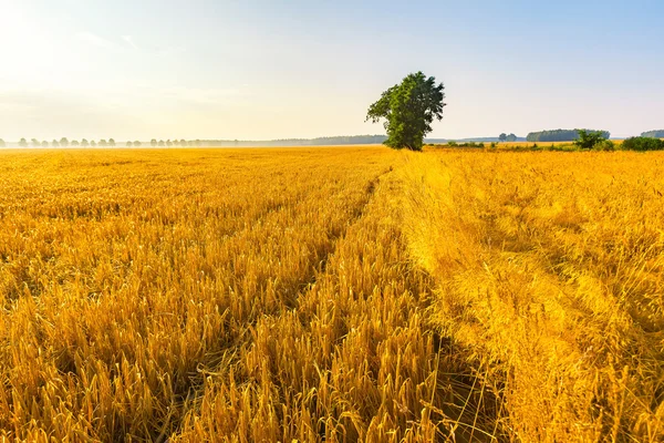 Am frühen Morgen auf dem Roggenfeld. Stockbild