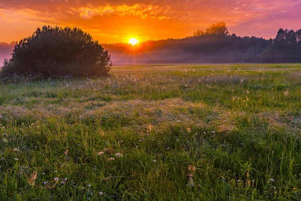 Vibrant summer sunrise over foggy, magical meadow — Stock Photo, Image
