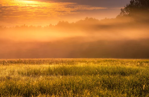 Misterioso e nebbioso paesaggio prato fotografato in Polonia — Foto Stock