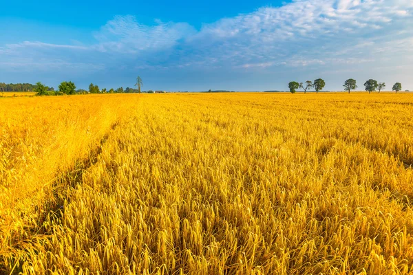 Mattina presto sul campo di segale . — Foto Stock