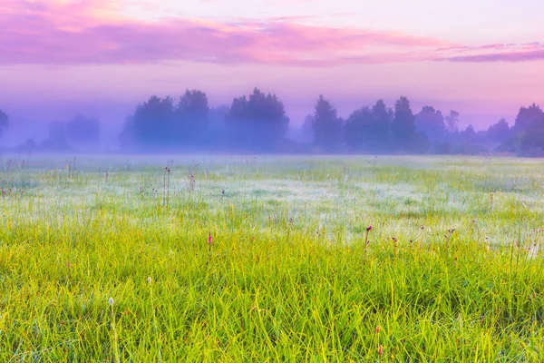 Paisaje vibrante con prado brumoso en Polonia —  Fotos de Stock