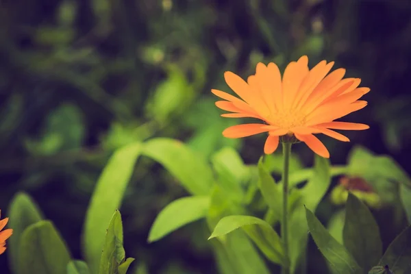 Вінтажне фото красивої квітки календули — стокове фото