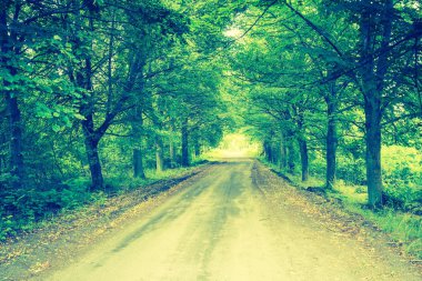 Yaz sokakta ağaçlar Vintage Fotoğraf