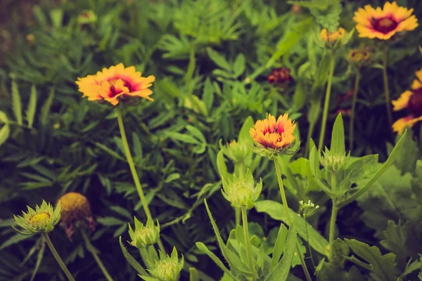 Урожай фото Ехінацея квітка — стокове фото