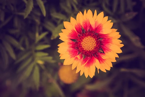 에키네시아 꽃의 빈티지 사진 — 스톡 사진