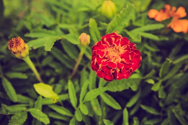 마리 골드 꽃의 빈티지 사진 — 스톡 사진