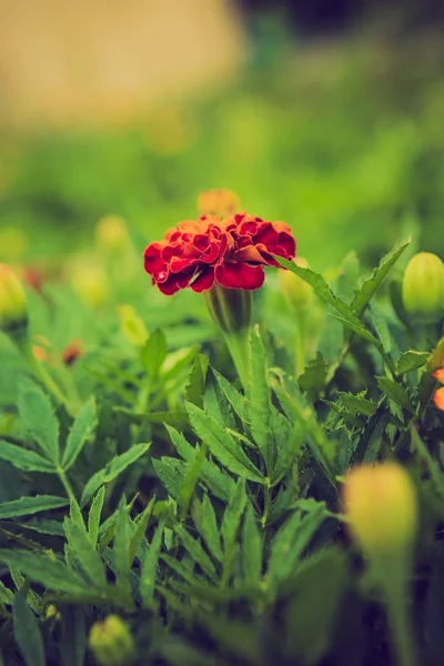 마리 골드 꽃의 빈티지 사진 — 스톡 사진