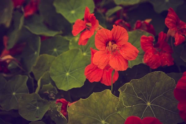 Vintage photo of beautiful nasturtium flowers — Stock Photo, Image