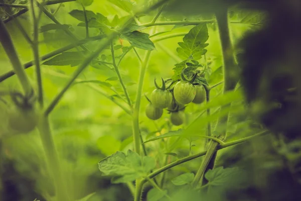 Винтажное фото молодых незрелых помидоров — стоковое фото