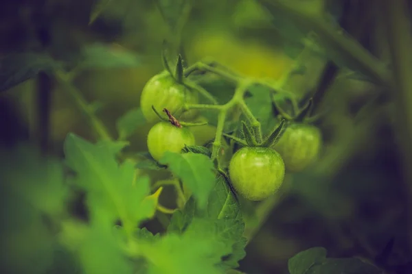 Винтажное фото молодых незрелых помидоров — стоковое фото