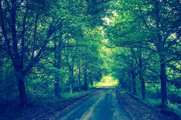 Vintage photo of trees alley in summer — Stock Photo, Image