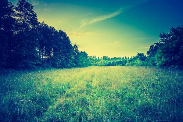 午後の夏の牧草地のビンテージ写真 — ストック写真
