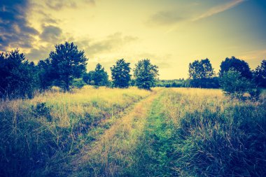 Öğleden sonra yaz çayır Vintage Fotoğraf