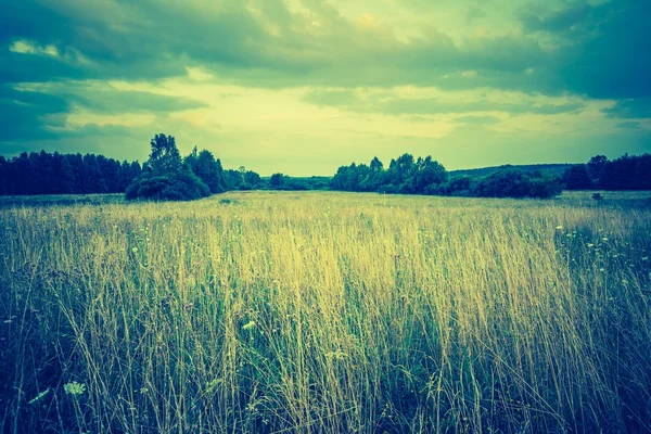 Vintage photo of summer meadow at afternoon — Stock Photo, Image