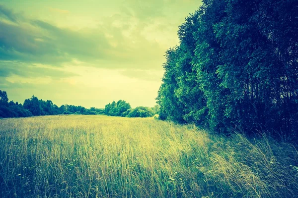 午後の夏の牧草地のビンテージ写真 — ストック写真