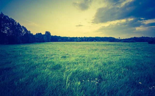 下午夏季草地的复古照片 — 图库照片