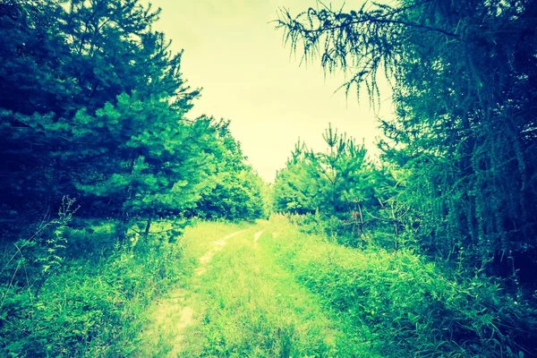 Vintage foto på sommaren eller höstlig skog — Stockfoto