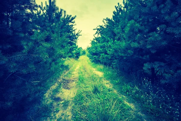 Foto vintage de bosque de verano u otoño — Foto de Stock