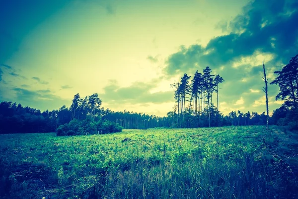 Foto vintage de verão ou floresta outonal — Fotografia de Stock