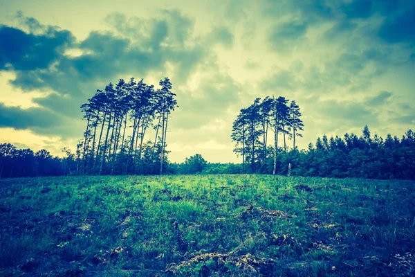 Foto vintage de bosque de verano u otoño — Foto de Stock