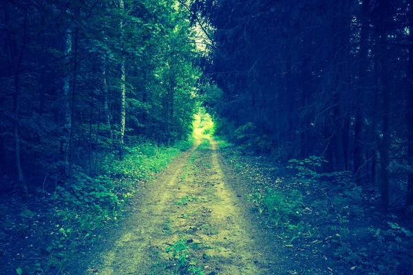 Vintage photo of summer or autumnal forest — Stock Photo, Image