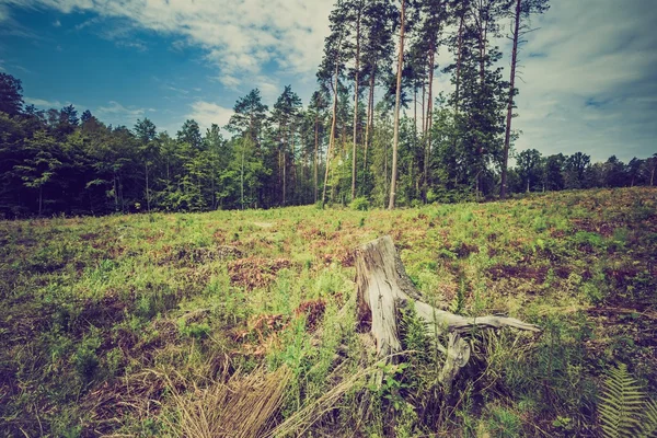 Vintage photo of summer or autumnal forest — Stock Photo, Image