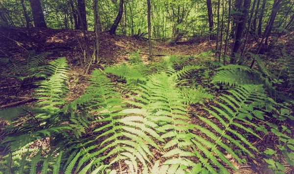 Foto vintage de bosque de verano u otoño — Foto de Stock