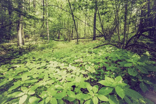 Foto vintage de bosque de verano u otoño —  Fotos de Stock