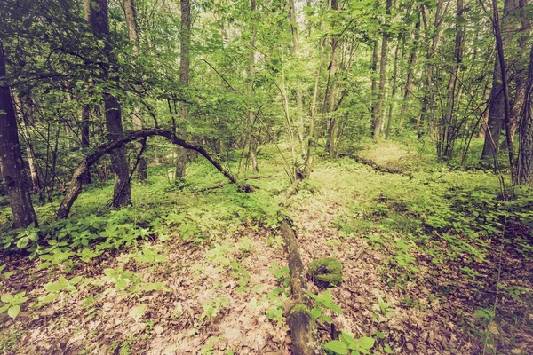 Archiwalne zdjęcie letni lub jesienny Las — Zdjęcie stockowe