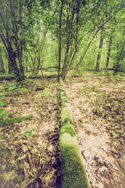 Ročník fotografické letní nebo podzimní les — Stock fotografie