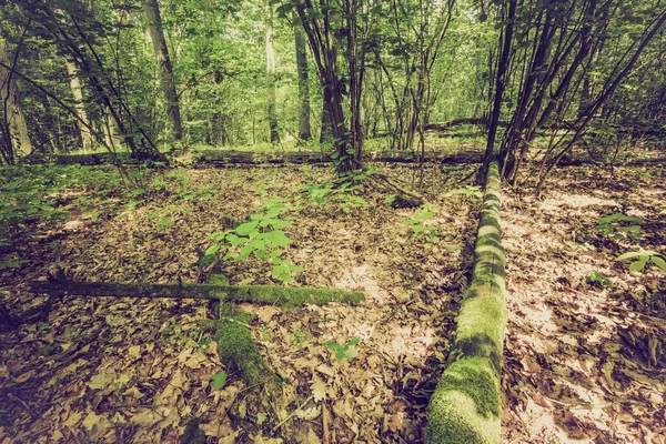 Foto vintage de bosque de verano u otoño —  Fotos de Stock