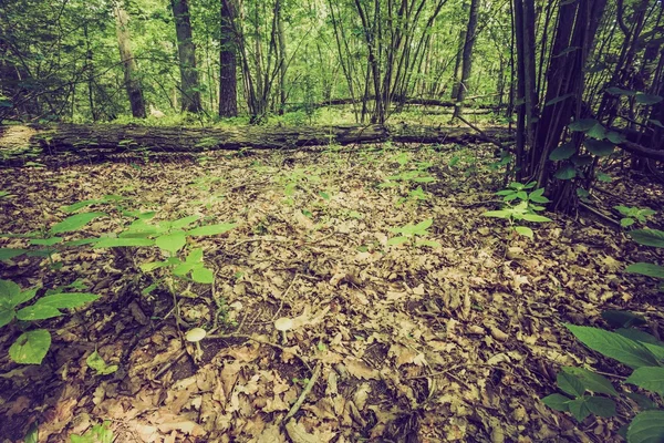 Foto vintage de verão ou floresta outonal — Fotografia de Stock