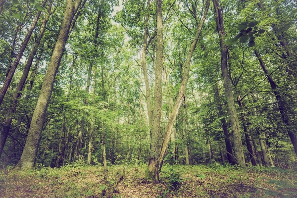 Vintage photo of summer or autumnal forest — Stock Photo, Image