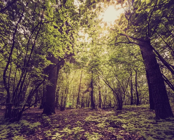 Vintage-Foto von Sommer oder Herbst Wald — Stockfoto