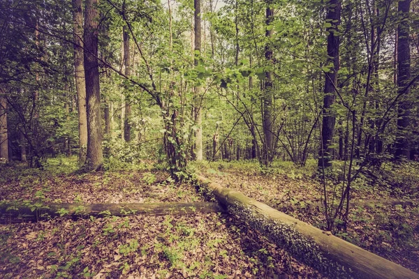 Vintage-Foto von Sommer oder Herbst Wald — Stockfoto