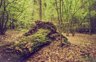 Yaz veya sonbahar ormanın Vintage Fotoğraf