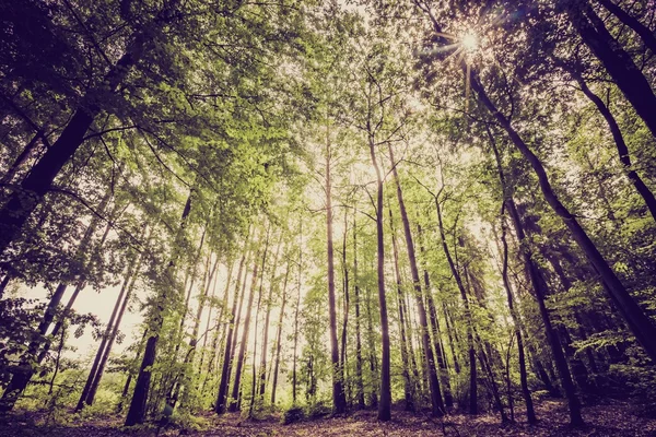 Vintage photo of summer or autumnal forest — Stock Photo, Image