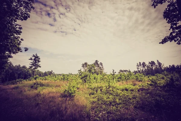 Vintage-Foto von Sommer oder Herbst Wald — Stockfoto