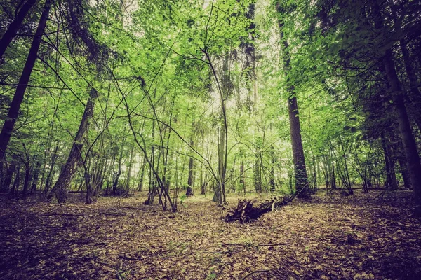 여름 또는 숲의 빈티지 사진 — 스톡 사진