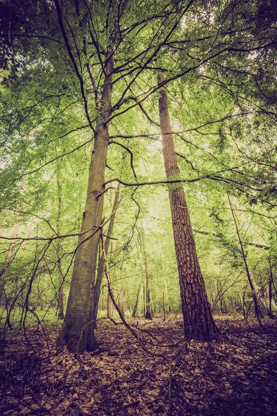 Vintage foto på sommaren eller höstlig skog — Stockfoto